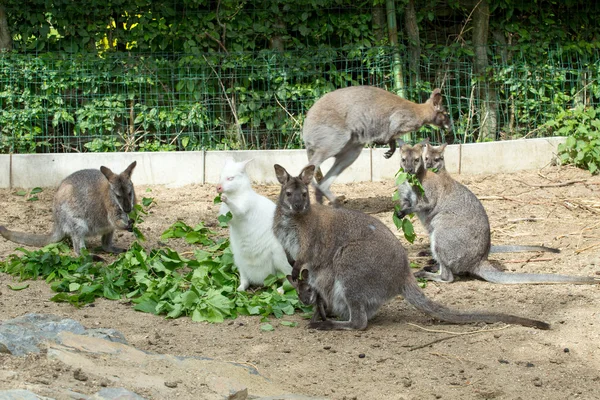 Grazzing Red-necked Wallaby (Macropus rufogriseus) — Stock Photo, Image