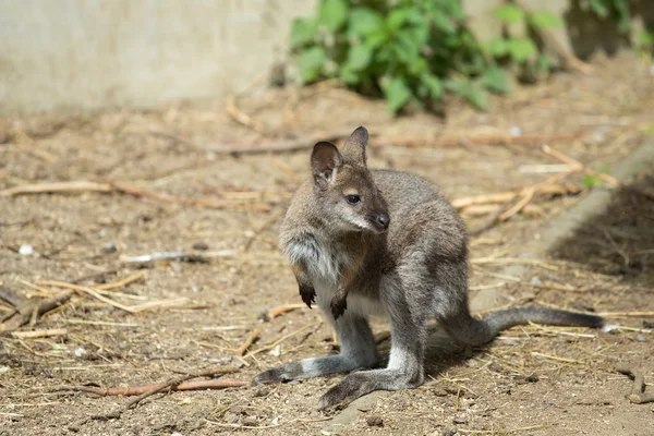 Primer plano de un bebé Wallaby de cuello rojo — Foto de Stock