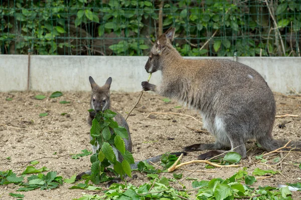 Fecho de um Wallaby de pescoço vermelho (Macropus rufogriseus ) — Fotografia de Stock