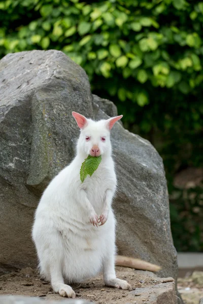 Närbild av en Rödhalsad vallaby white albino kvinnliga — Stockfoto