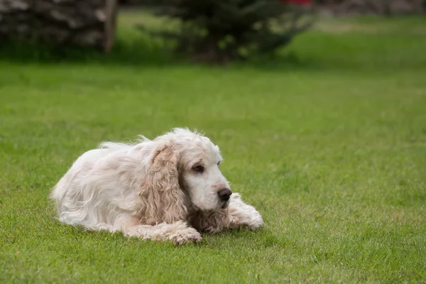 Retrato ao ar livre de mentir Inglês cocker spaniel — Fotografia de Stock