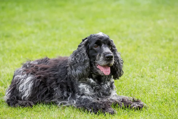 Outdoor portrait of lying english cocker spaniel — Stock Photo, Image