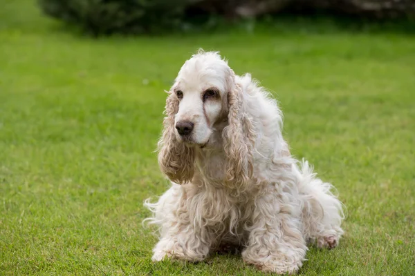 横になっている英国のコッカー spaniel の屋外のポートレート — ストック写真