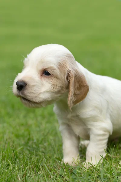 Englischer Cocker Spaniel Welpe — Stockfoto