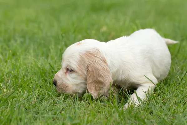 Olhando cachorrinho Cocker Spaniel Inglês — Fotografia de Stock