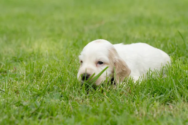 Englischer Cocker Spaniel Welpe — Stockfoto