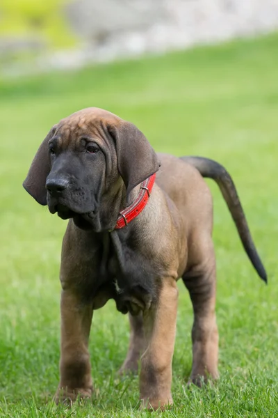 Молодой щенок Fila Brasileiro (Бразильский мастиф) ) — стоковое фото