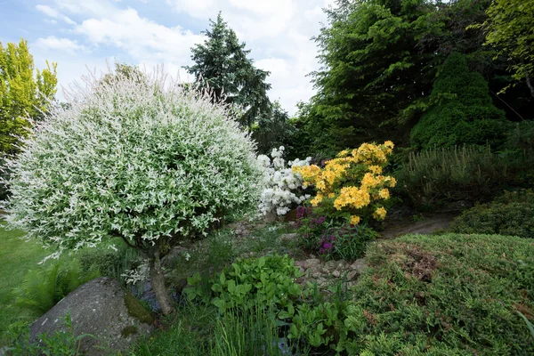Projeto bonito do jardim da mola com rododendro — Fotografia de Stock