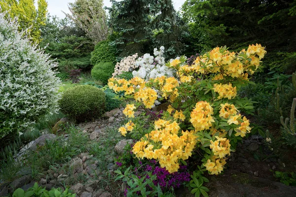Vacker vår trädgård design med rhododendron — Stockfoto