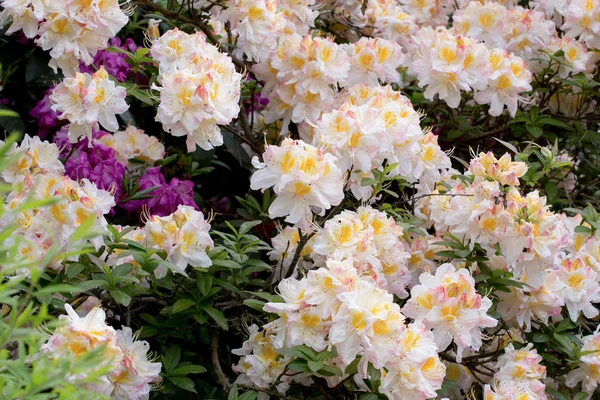 Bílá azalka, Rhododendron bush v květu — Stock fotografie