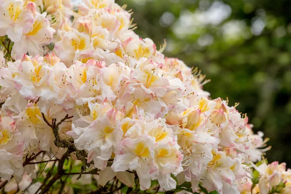 Azálea branca, arbusto de Rhododendron em flor — Fotografia de Stock