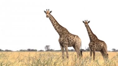 Zürafa camelopardalis Etosha otlatma