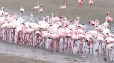 Walvis Bay Namibya 'daki Rosy Flamingo kolonisi