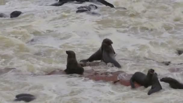 Enorme colonia de focas de piel marrón - lobos marinos en Namibia — Vídeo de stock