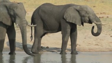 Afrika filleri su birikintilerinde içiyor, Etosha