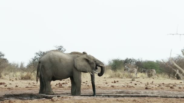 Manada de elefantes africanos no buraco da água — Vídeo de Stock