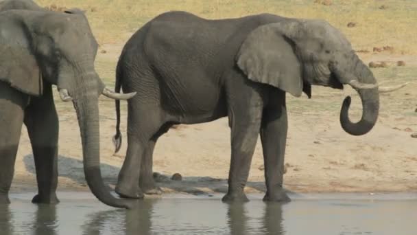 Elefantes africanos bebiendo en el abrevadero, Etosha — Vídeos de Stock