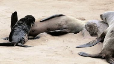 Namibya'da deniz aslanları, anne süt içme Brown kürk fok küçük bebek