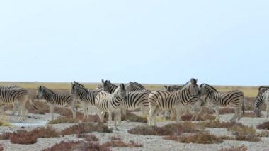 Zebra Afrika Bush