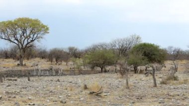 Zebra Afrika Bush