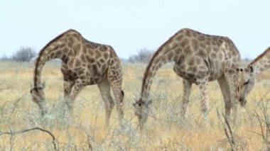 Zürafa camelopardalis otlatma Etosha Milli Parkı