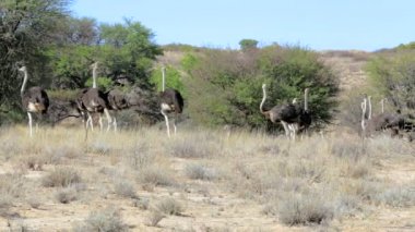 Devekuşu Struthio camelus, Kgalagadi, Güney Afrika
