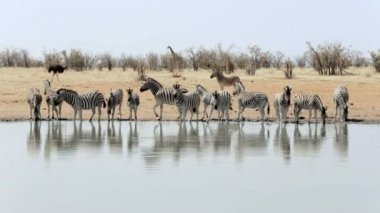 Üzerinde su birikintisinin içme zebra