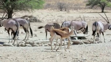 Gemsbok sürü, Oryx gazella ve springbok su birikintisi üzerinde