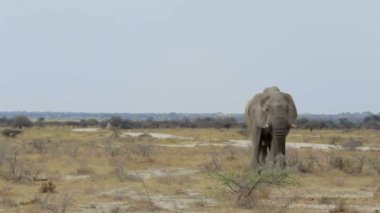 büyük Afrika filleri etkin Milli Parkı