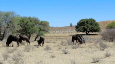 Vahşi antilop Gnu otluyor.