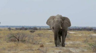 büyük Afrika filleri etkin Milli Parkı