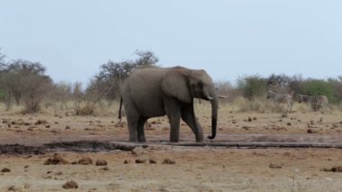 Afrika filleri çamurlu bir su birikintisinin içme