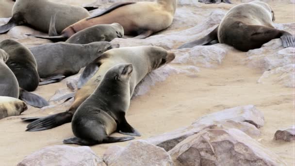 Kleine baby van bruin bont zegel, zeeleeuwen in Namibië — Stockvideo