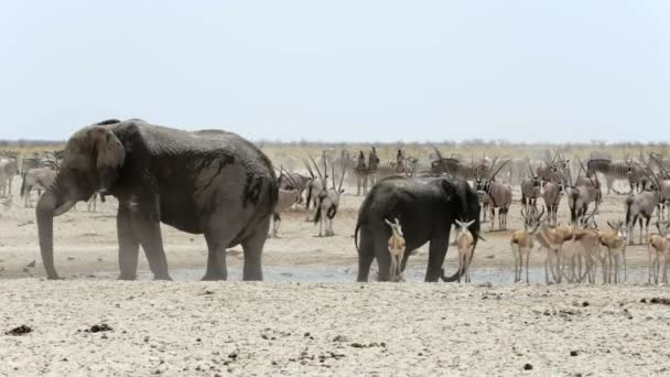 Waterhole em Etosha com muitos animais — Vídeo de Stock