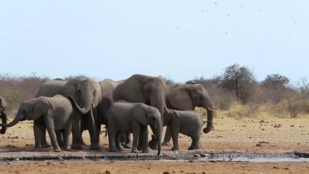 Manada de elefantes africanos bebiendo en un pozo de agua fangoso — Vídeos de Stock