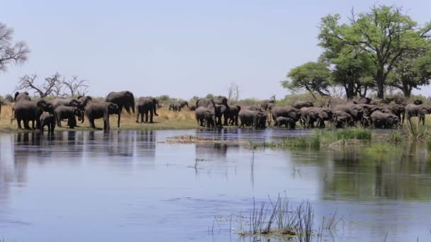 Kudde van Afrikaanse olifanten drinken uit de rivier — Stockvideo