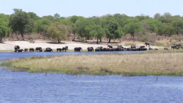 Mandria di elefanti africani che bevono dal fiume — Video Stock