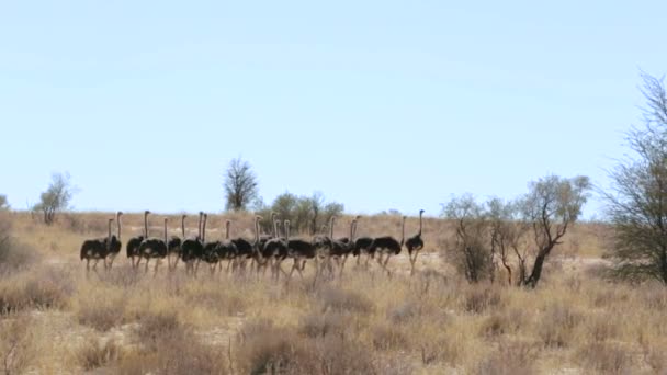 Strusia Struthio camelus, Kgalagadi, Republika Południowej Afryki — Wideo stockowe