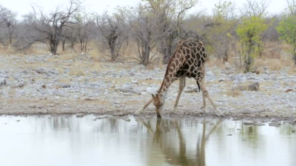 Giraffa camelopardalis drinking from waterhole in Etosha national Park — Stock Video