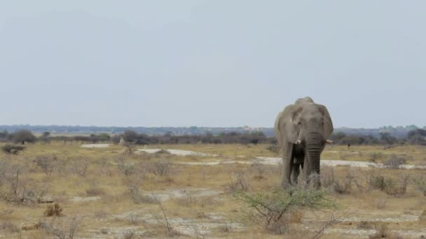 Grandes elefantes africanos no parque nacional de Etosha — Vídeo de Stock