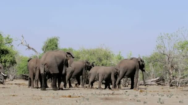 Chobe国家公园的非洲象 — 图库视频影像