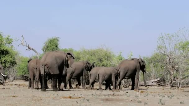 Αφρικανικός ελέφαντας στο Εθνικό Πάρκο Chobe — Αρχείο Βίντεο