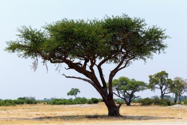 Açık savana Plains Afrika büyük akasya ağacı