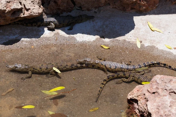 Baby of a Nile Crocodile — Stok fotoğraf