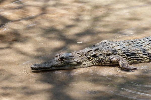 Retrato de um crocodilo do nilo — Fotografia de Stock