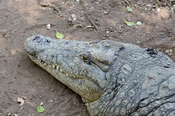 Porträt eines Nilkrokodils — Stockfoto