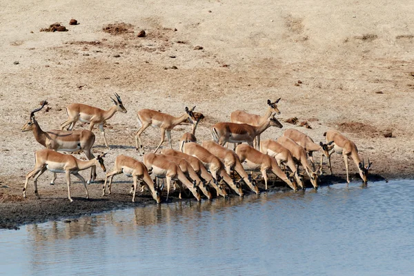 Drinking impala herd — Stock Photo, Image