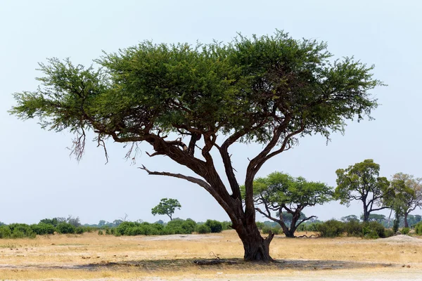 Gran árbol de acacia en las llanuras abiertas de sabana África — Foto de Stock