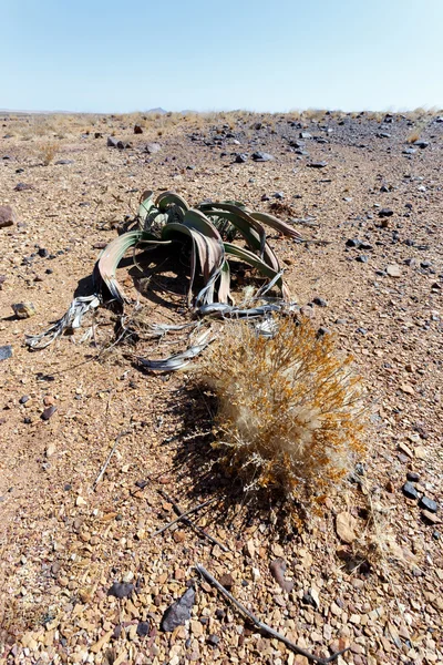 Welwitschia mirabilis, Incrível planta do deserto, fóssil vivo — Fotografia de Stock