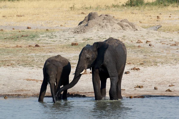 Herd of African elephants drinking at a muddy waterhole — Stock Photo, Image